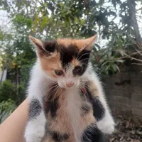 واگذاری ۳ بچه گربه