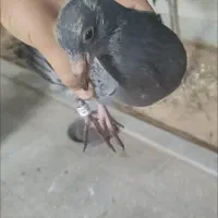 جوجه کبوتر(کفتر) مسافتی پلاکی بوم ندیده|پرنده|شیراز, شهرک امیر کبیر|دیوار