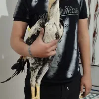 خروس لاری اصیل