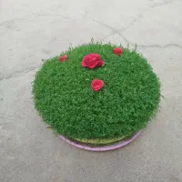 سبزه|گل و گیاه طبیعی|کنگاور, |دیوار