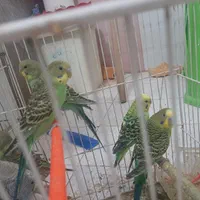 مرغ عشق وجوجه کفتر سبز
