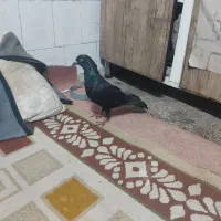 کفتر|پرنده|مشهد, تلگرد|دیوار