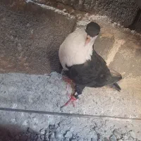 کبوتر