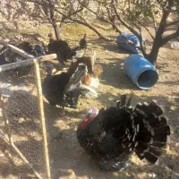 بوقلمون برنز