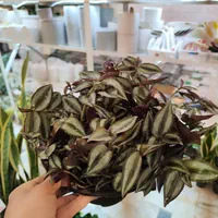 گل چشم آهویی برگ بیدی گلدان درزگیر محافظ ریشه|گل و گیاه طبیعی|قم, نیروگاه|دیوار