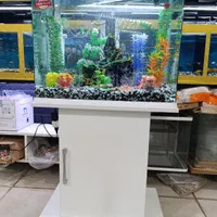 آکواریوم مرکزی خلیج فارس|ماهی|یاسوج, |دیوار