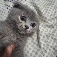 بچه گربه اسکاتیش بلو