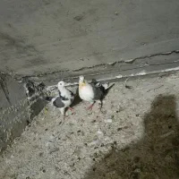 سه تا کبوتر