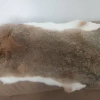 پوست خرگوش طبیعی