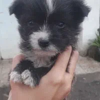 توله شیتزو نر