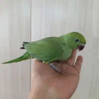 فروش انواع طوطی ملنگو و عروس هلندی|پرنده|بیرجند, |دیوار