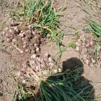 سیر گوگان