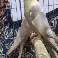 عروس هلندی|پرنده|هندیجان, |دیوار