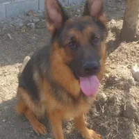 ژرمن ماده ماده