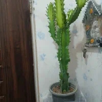 فروش گل