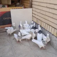 طوقی|پرنده|مبارکه, |دیوار