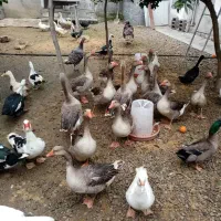 اردک اسرایلی و غاز|حیوانات مزرعه|نوشهر, |دیوار