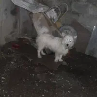 سگ پاکوتاه میکس اشپتز و شیتزو فقط ۲/۵۰۰فروش فوری