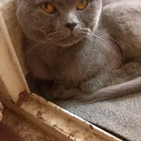 گربه اصلی