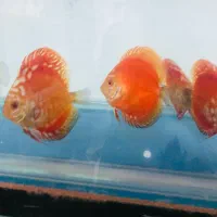 دیسکس|ماهی|فردیس, شهرک ۱۱۰|دیوار