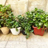 گل طبیعی آپارتمانی قاشقی و یخ