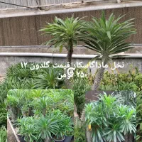 کلیه گل ها به قیمت عمده  به صورت تکی به فروش میرسد