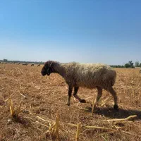 فروش میش با دو بره ماده اش