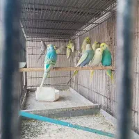 تعدادی مرغ عشق اسپانگل نر|پرنده|چابهار, |دیوار