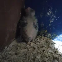 جوجه عروس هلندی