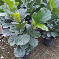 فیکوس لیراتا سطل 12