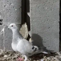 جفت موریس دلبر خاص