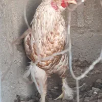 خروس محلی چهل تاج|حیوانات مزرعه|آبپخش, |دیوار