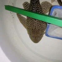 لجن خوار