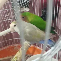 طوطی برزیلی