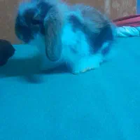 بچه خرگوش لوپ بفروش میرسد|موش و خرگوش|علیآباد کتول, |دیوار