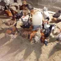 مرغ بومی محلی|حیوانات مزرعه|فولادشهر, مسکن مهر فولادشهر|دیوار