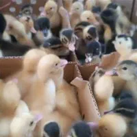 جوجه اردک|حیوانات مزرعه|قم, شهرک مهدیه (مدرس)|دیوار