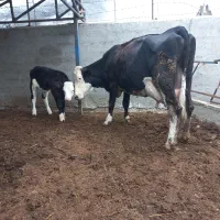 گاوسیمنتال ۳۵کیلوشیر