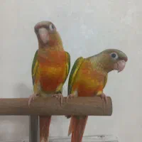 طوطی گیرنچیک نر و ماده رام و دستی