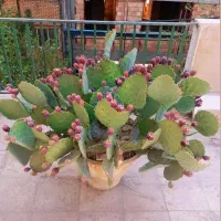 کاکتوس غول پیکر پرمیوه