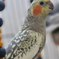 عروس گلباقالی ماده|پرنده|رشت, معلولین|دیوار