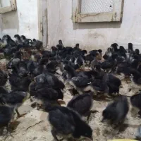 جوجه مرغ خروس|حیوانات مزرعه|قم, زنبیل آباد|دیوار