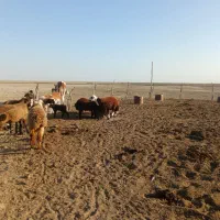 بره قوچی|حیوانات مزرعه|گنبد کاووس, |دیوار