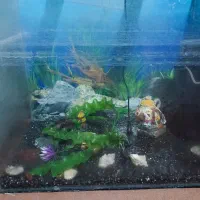 اکواریم|ماهی|ایرانشهر, |دیوار