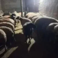 گوسفند شکم‌ اول