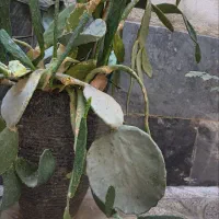کاکتوس|گل و گیاه طبیعی|تهران, علی‌آباد|دیوار