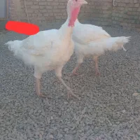 بوقلمون|حیوانات مزرعه|نهبندان, |دیوار