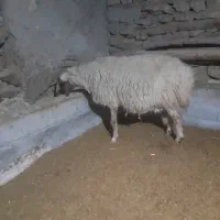 گوسفند داشتی|حیوانات مزرعه|سروآباد, |دیوار