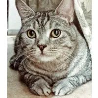 واگذاری گربه