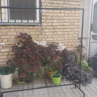 رگال اهنی لباس|بندرخت و رخت‌آویز|کلاله, |دیوار